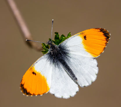 Orange Tip